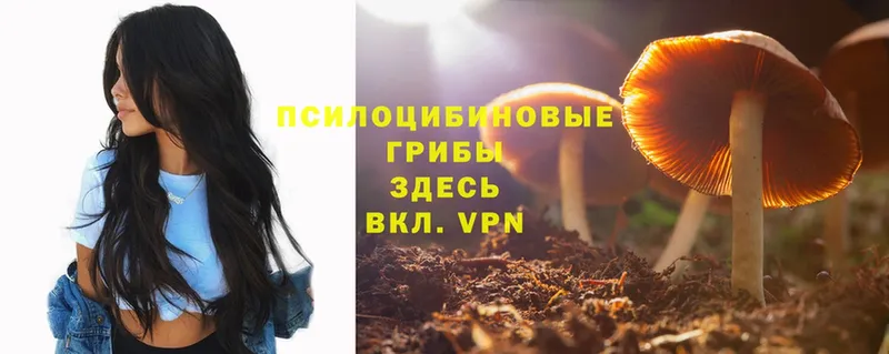 где купить   Звенигово  Псилоцибиновые грибы Cubensis 